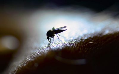 ¿Por qué las LED no atraen a los insectos?